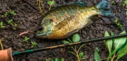 Temple Fork Outfitters Trout-Panfish Spinning Rods -Cheap Rods And Lines Store Screen Shot 2022 03 01 at 2.37.10 PM